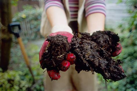 What Is Organic Matter in Garden Soil?