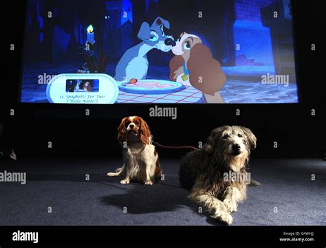 Lady and the Tramp Blu-ray release Stock Photo - Alamy