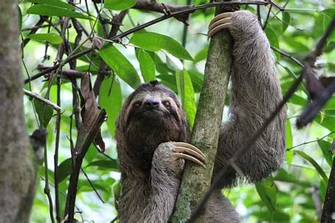 9 Sloth Adaptations in the Rainforest (Pictures) - Wildlife Informer