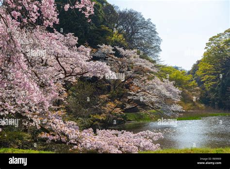 Cherry blossom in Tokyo Imperial Palace Stock Photo - Alamy