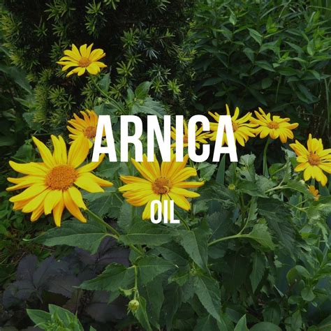 Arnica Oil – World of Aromas