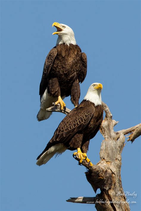 Mating Bald Eagles by Bob Bailey / 500px