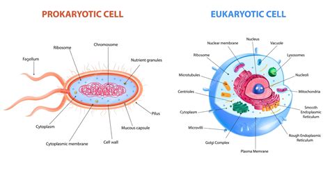 Eukaryotic And Prokaryotic Cells