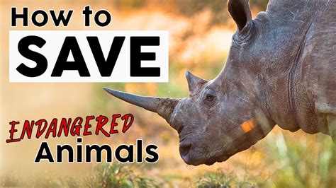 🆕 How To Save Endangered Animals 👉🏼 Save Endangered Species! 🦧 🐘 🦏 2020 - YouTube