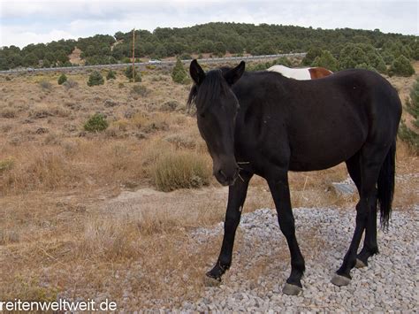 Wild Horses in Nevada / USA near Virginia City – September 2011 › Wild ...