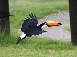 Toco Toucan Facts, Habitat, Diet, Life Cycle, Baby, Pictures