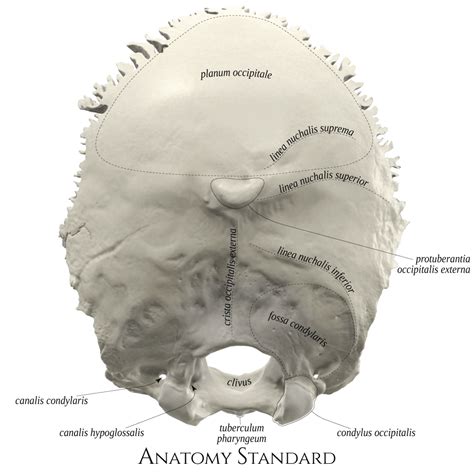 Occipital bone. Posterior view | Human anatomy, Anatomy, Skull anatomy