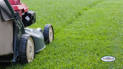 Simple Lawn Care Basics For a Greener Lawn This Summer