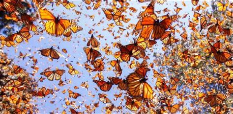 Monarch butterflies migration from America - Virily