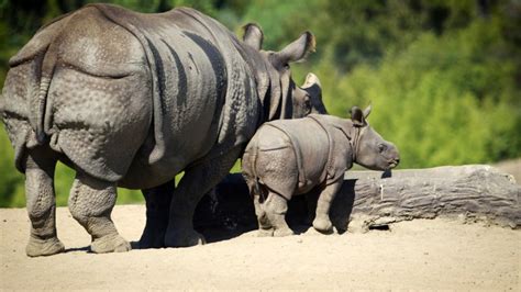 PHOTOS: Baby rhino settles in with mom at Safari Park exhibit | FOX 5 ...