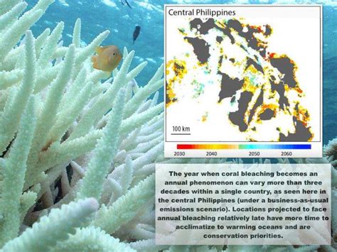 New research predicts the future of coral reefs under climate change