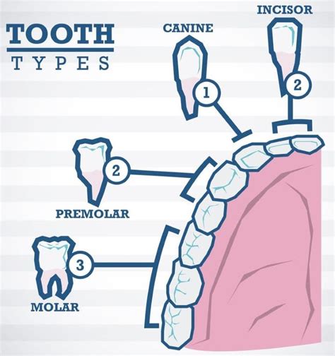 Different Teeth Types and Their Functions - (Incisors, Canines ...