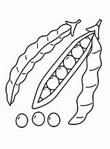 Bean Coloring Page PDF  Beans Pages For Kids sketch template