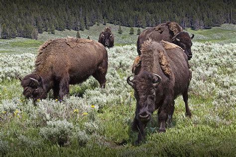 Herd of American Buffalo in Yellowstone Photograph by Randall Nyhof ...