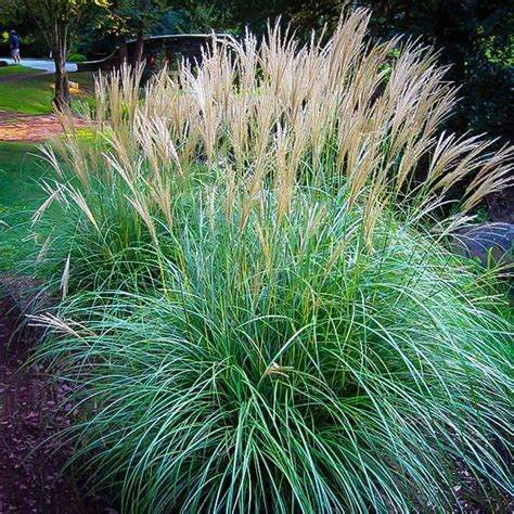 Adagio Maiden Grass | Outdoor plants, Garden shrubs, Ornamental grasses