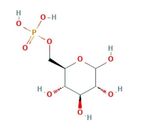 Glucose oxidation: an unpacking of energy - Planet Biologia