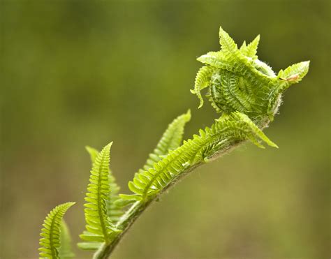 Macro photography of fern plant HD wallpaper | Wallpaper Flare