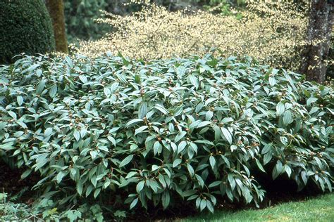 Viburnum davidii | Landscape Plants | Oregon State University