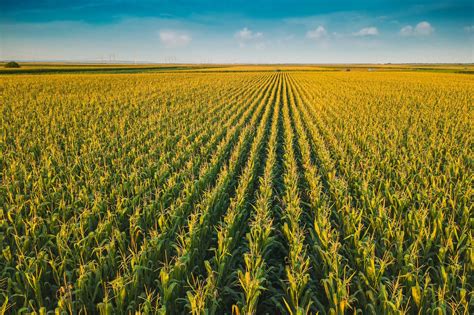 More Than One-Third of Corn Belt Farmland Has Completely Lost Its Carbon-Rich Topsoil