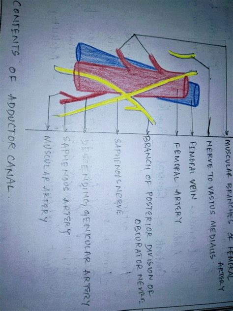 Adductor Canal