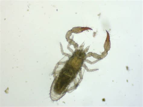 Pseudoscorpions