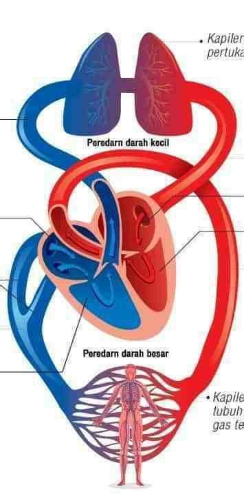 Gambarkan bagan perbedaan ang peredaran darah besar dan peredarandarah kecil!peredan besarbilik ...