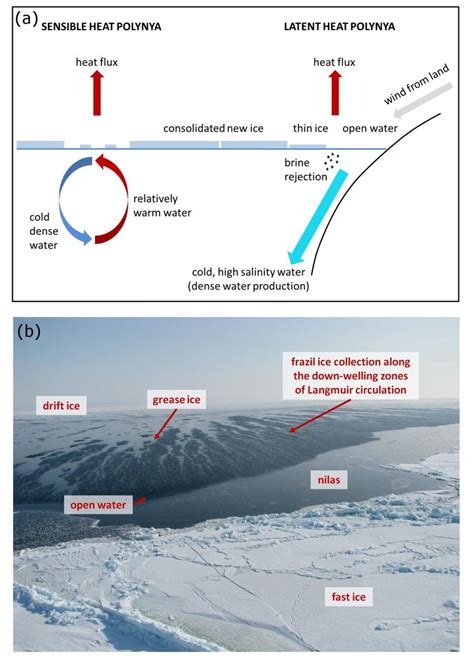 (a) Scheme showing the formation of the two polynya types: sensible... | Download Scientific Diagram