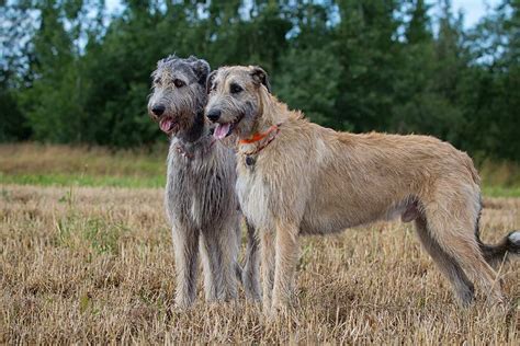 Meet the Irish Wolfhound!