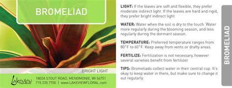 Bromeliad Care Tips www.LakeviewFloral.com | Bromeliads, Water lighting, Herbs