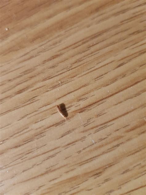 Found this while moving is it a bed bug nest?? : r/Bedbugs