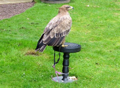 Dalhousie Castle Falconry Review