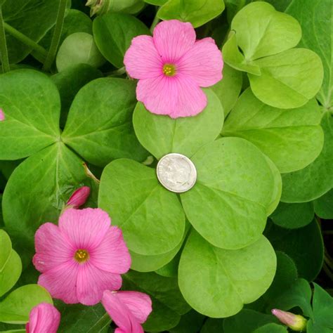 Oxalis ‘Rosea’ (syn. O. crassipes) | TERRA NOVA® Nurseries, Inc.