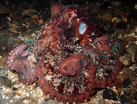 Divers go in search of the Giant Pacific Octopus for a census of their numbers - The Washington Post