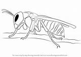 Coloring Hornet Kids Pages Printable Wasp Sketch Page sketch template