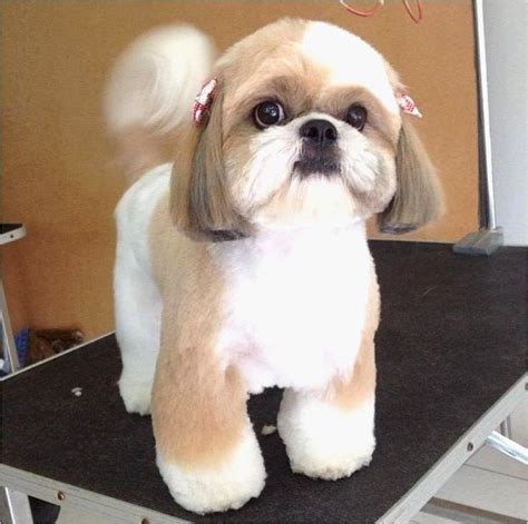 Short Shih Tzu Haircuts Haircuts Models Ideas Shih Tzu Grooming | My XXX Hot Girl