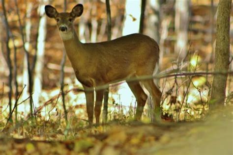 The Top 10 Best 'Unofficial' Minnesota State Symbols