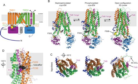 CFTR: New insights into structure and function and implications for modulation by small ...