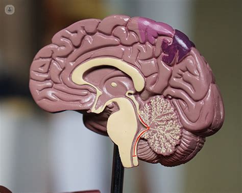 Pineal gland: What is it, function and complications | Top Doctors