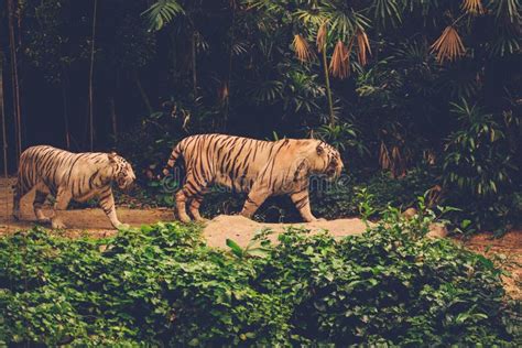 Two Bengal Tigers Playing in a Jungle Stock Image - Image of tiger, beauty: 65721375