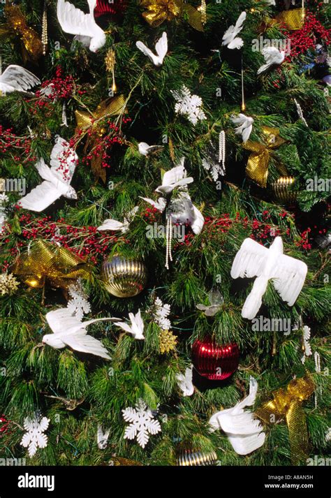 TRADITIONAL HAWAIIAN CHRISTMAS TREE MAUI HAWAII Stock Photo - Alamy