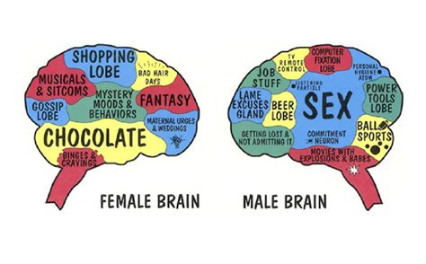 ≡ Male Brain vs. Female Brain –15 Differences According to Science 》 Her Beauty