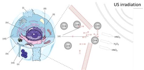 Molecular effects by US irradiation | Download Scientific Diagram