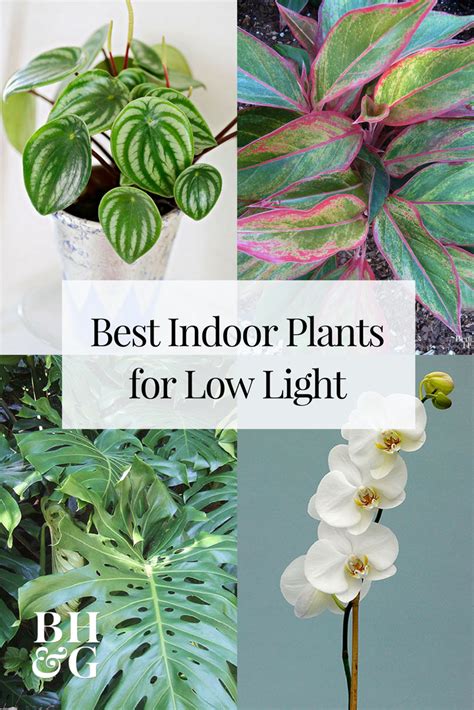 Indoor Plants Easy Care - Plants Photo