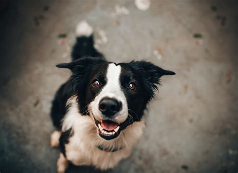 Black And White Dog · Free Stock Photo