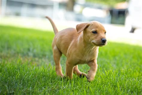 Dachshund Lab Mix: 7 Fun Facts You Need To Know - Perfect Dog Breeds