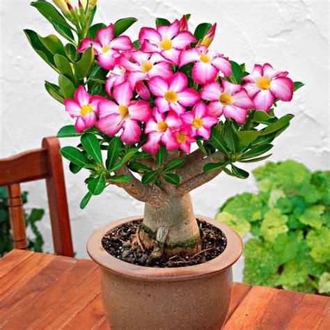 WINTER SALE - Adenium obesum - Desert Rose Plant - 'Anouk'