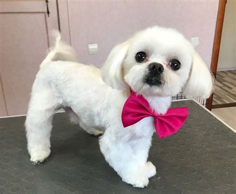 30 Best Maltese Haircuts for Dog Lovers – Page 2 – The Paws