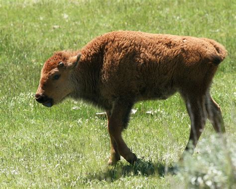 Wyoming Wildlife and Landscape Photography on Behance