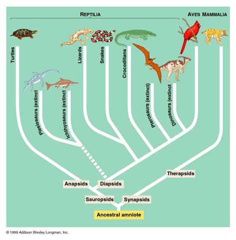 Amniote Phylogeny | Biology, Map, Study