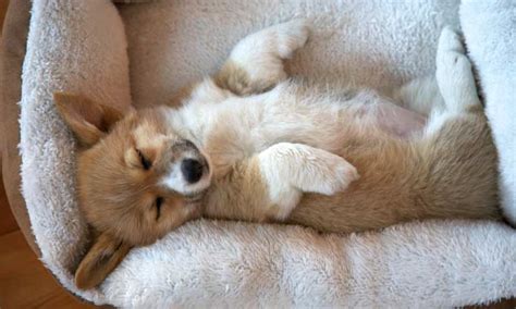 Corgi’s Sleeping Habits: Why Do Corgis Sleep Belly Up? - Corgi Care